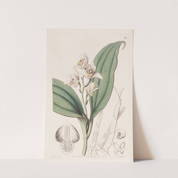Sweet-scented Hair Orchis by Sydenham Edwards