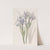 Sweet-scented Iris by Sydenham Edwards