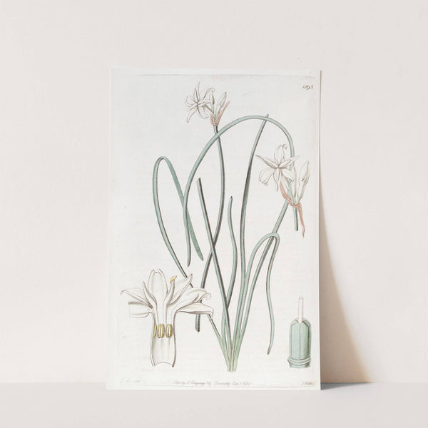 Sweet-scented Leucocoryne by Sydenham Edwards
