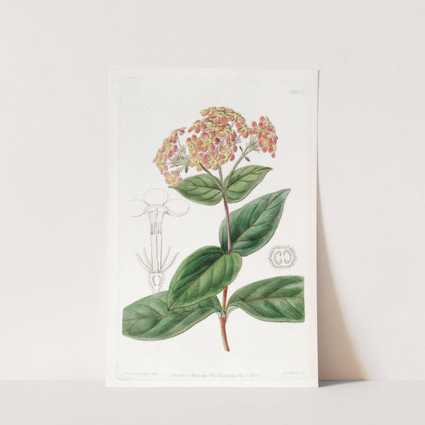 Sweet-scented Rondeletia by Sydenham Edwards