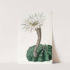 Sweet-Scented Spicy Cactus by Sydenham Edwards