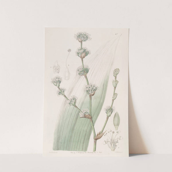 Sweet-scented Spiralthread by Sydenham Edwards