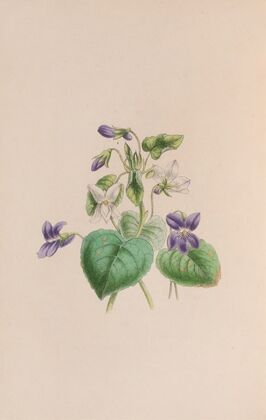 Sweet Scented Violet
