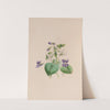 Sweet Scented Violet by John Stevens Henslow