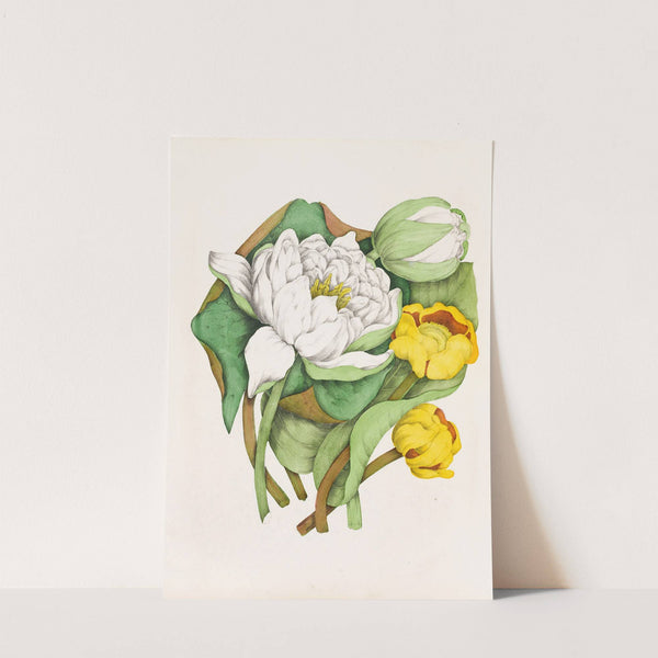 Sweet Scented Water Lily, Yellow Pond Lily by Agnes Fitzgibbon