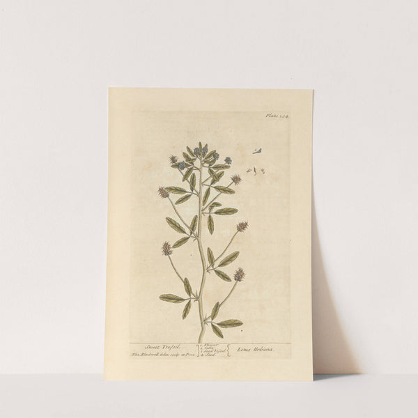 Sweet trefoil by Elizabeth Blackwell