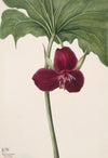 Sweet Trillium (Trillium vasyi) (1934)