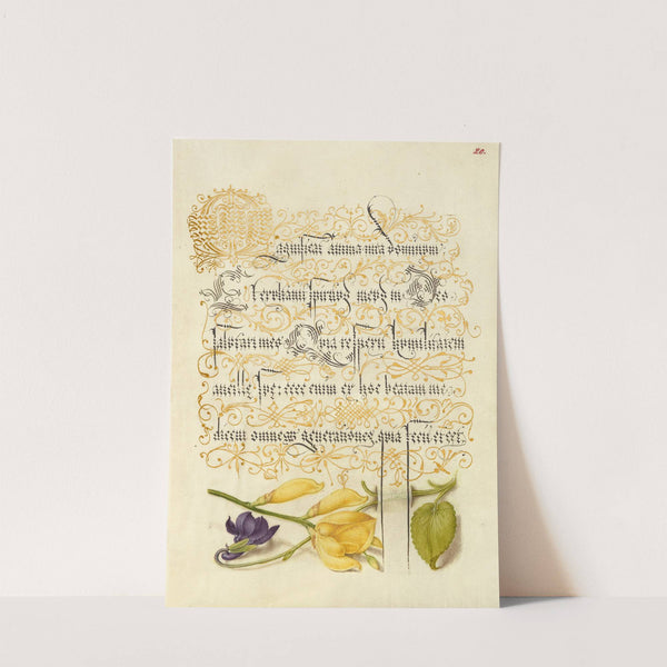 Sweet Violet and Spanish Broom (1561–1596) by Joris Hoefnagel