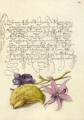 Sweet Violet, Gourd, and Dog-Tooth Violet (1561–1596)