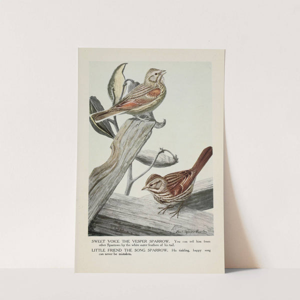 Sweet Voice the Vesper Sparrow, Little Friend the Song Sparrow by Louis Agassiz Fuertes
