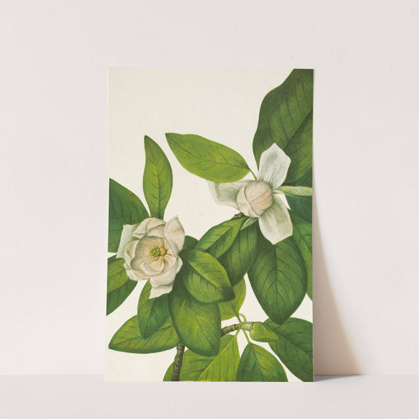 Sweetbay. Magnolia virginiana (1925) by Mary Vaux Walcott