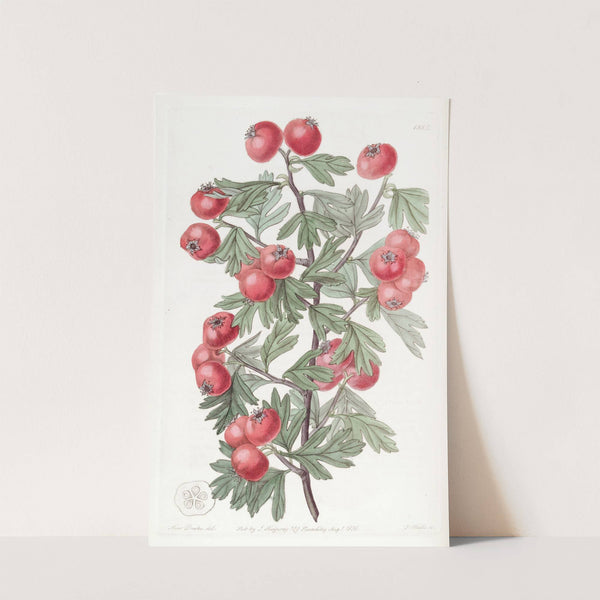 Sweetest-Scented Hawthorn by Sydenham Edwards