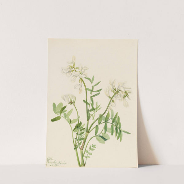 Sweetvetch (Hedysarum mackenzii) (1921) by Mary Vaux Walcott