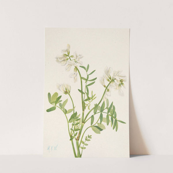 Sweetvetch. Hedysarum mackenzii (1925) by Mary Vaux Walcott