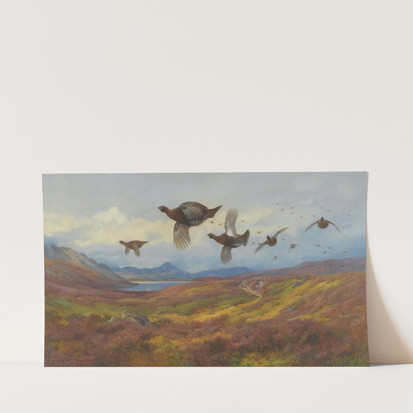 Swerving From The Guns-Red Grouse (1913) by Archibald Thorburn