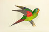 Swift Parrakeet, or Lorikeet (1884-1887)