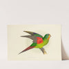 Swift Parrakeet, or Lorikeet (1884-1887) by Alexander Francis Lydon