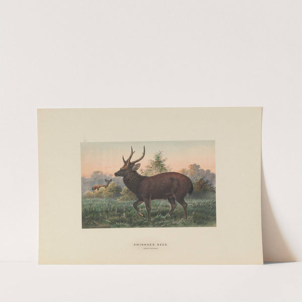 Swinhoe’s Deer by Joseph Wolf