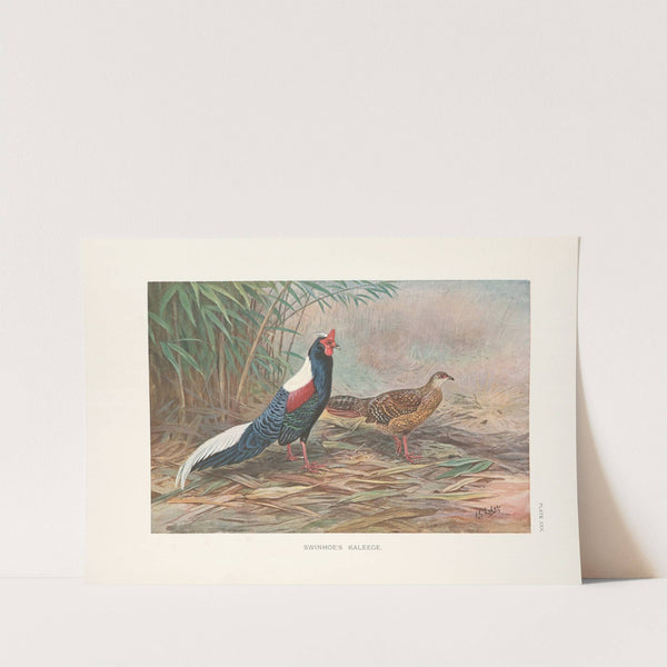 Swinhoe’s Kaleege (Gennaeus swinhoii). (1918-1922) by George Edward Lodge