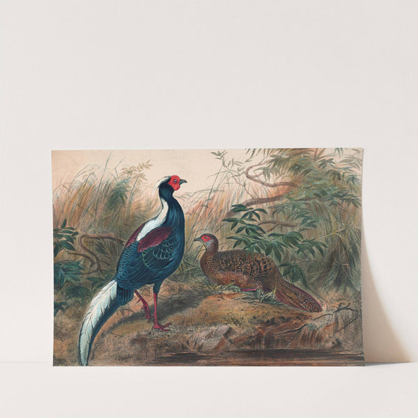 Swinhoe's Pheasant by Joseph Wolf