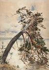 Świteź (1888)