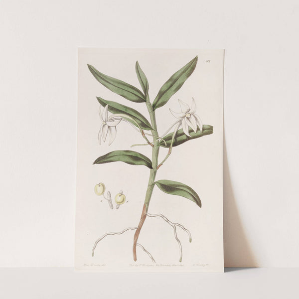 Sword-leaved Angrec by Sydenham Edwards