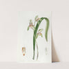 Sword-leaved Cymbidium by Sydenham Edwards