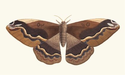 Sylla