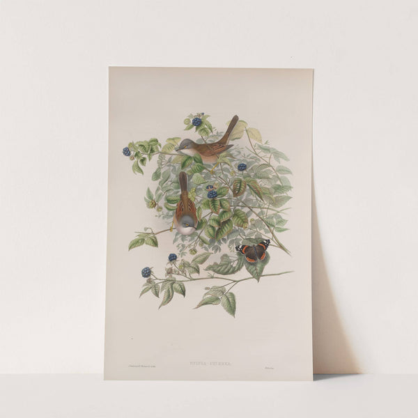 Sylvia cinerea. Whitethroat. (1862-1873) by John Gould