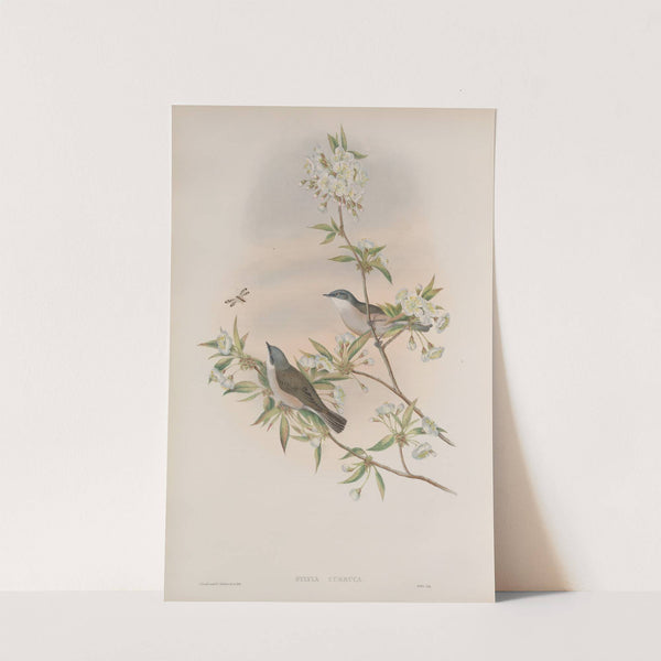 Sylvia curruca. Lesser Whitethroat. (1862-1873) by John Gould