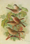Sylvia curruca, sylvia, simplex