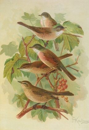 Sylvia curruca, sylvia, simplex