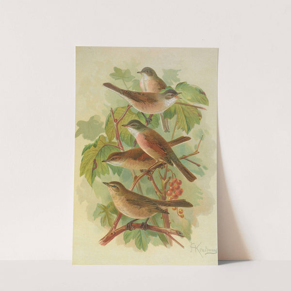 Sylvia curruca, sylvia, simplex by Johann Friedrich Naumann