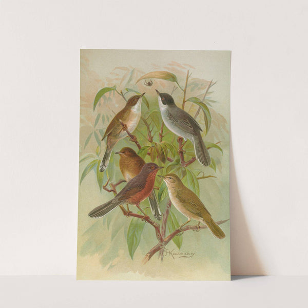 Sylvia melanocephala, Sylvia undata, Hypolais salicaria by Johann Friedrich Naumann