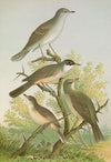 Sylvia nisoria, Sylvia orphea Temm