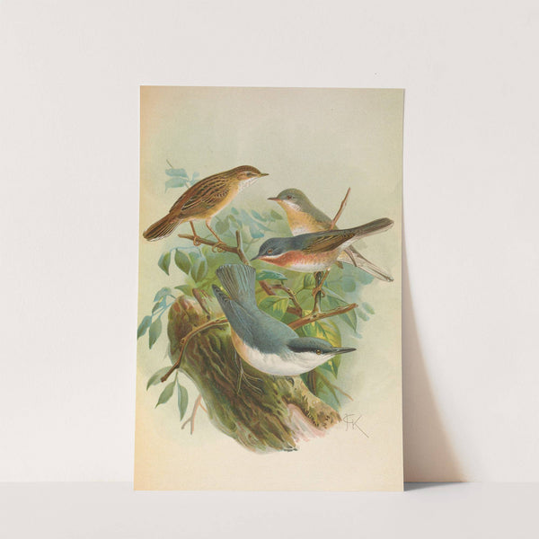 Sylvia subalpina Bonelli, Cisticola cisticola, Sitta Neumayeri Michah by Johann Friedrich Naumann