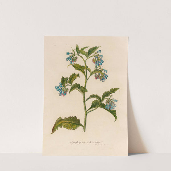 Symphytum asperrimum (1818-1824) by Gaetano Savi