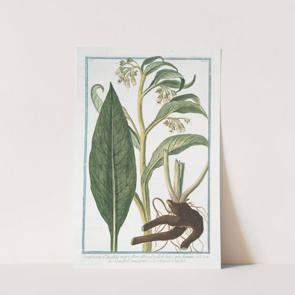 Symphytum, Consolida major, flore albo, vel pallide luteo, quaæ foemina - Consolida maggiore - Grande Consoude. (Common Comfrey) by Giorgio Bonelli