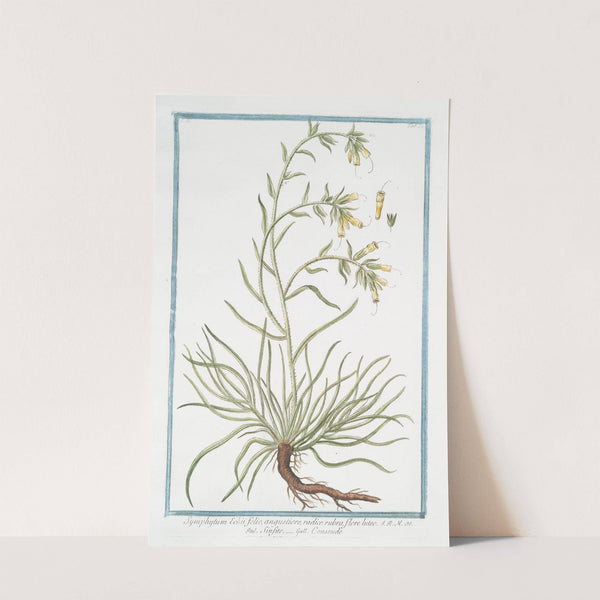 Symphytum Echii folio, angustiore, radice rubra, flore luteo - Sinfito - Consoude by Giorgio Bonelli