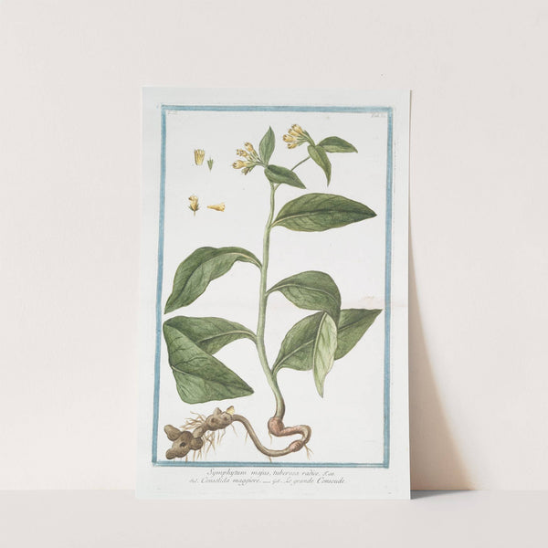 Symphytum majus, tuberosa radice - Consolida maggiore - Le Grande Consoude. (Common Comfrey) by Giorgio Bonelli