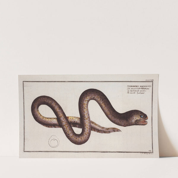 Synbranchus marmoratus, The marble Synbrant. (1785-1797) by Marcus Elieser Bloch