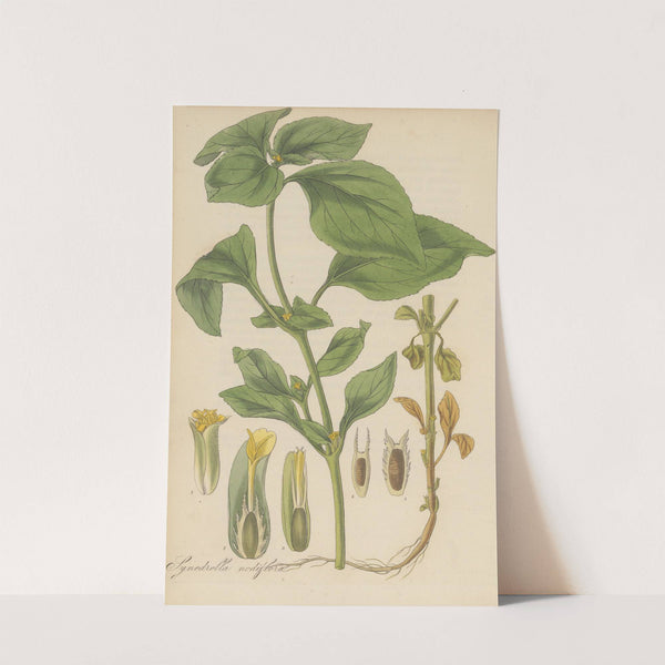 Synedrella nodiflora by William Jackson Hooker