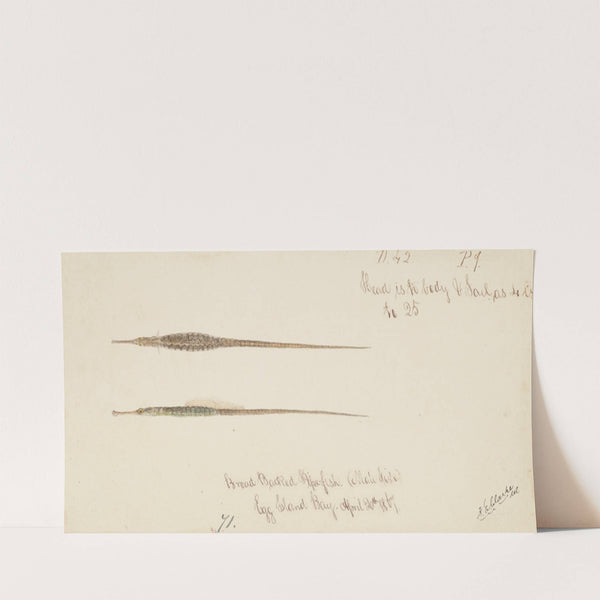 Syngnathidae : Broad bodied Pipefish (1867) by Frank Edward Clarke