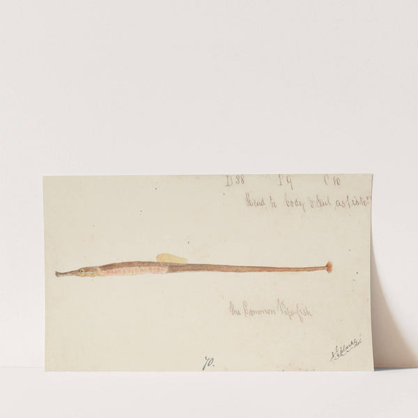 Syngnathidae : Common Pipefish (before 1870) by Frank Edward Clarke