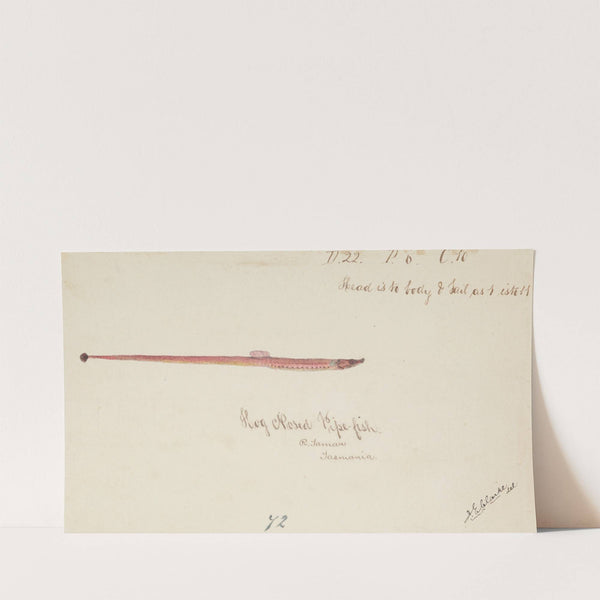 Syngnathidae : Pipefish (before 1870) by Frank Edward Clarke