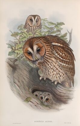 Syrnium aluco. Tawny or Brown Owl. (1862-1873)