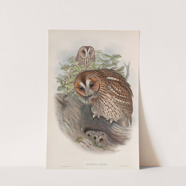 Syrnium aluco. Tawny or Brown Owl. (1862-1873) by John Gould