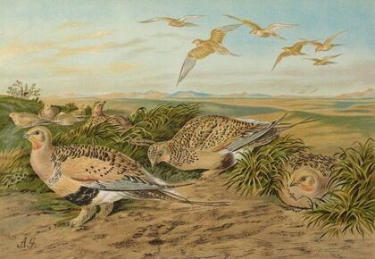 Syrrhaptes paradoxus