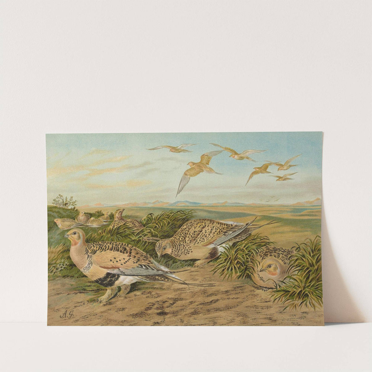 Syrrhaptes paradoxus by Johann Friedrich Naumann
