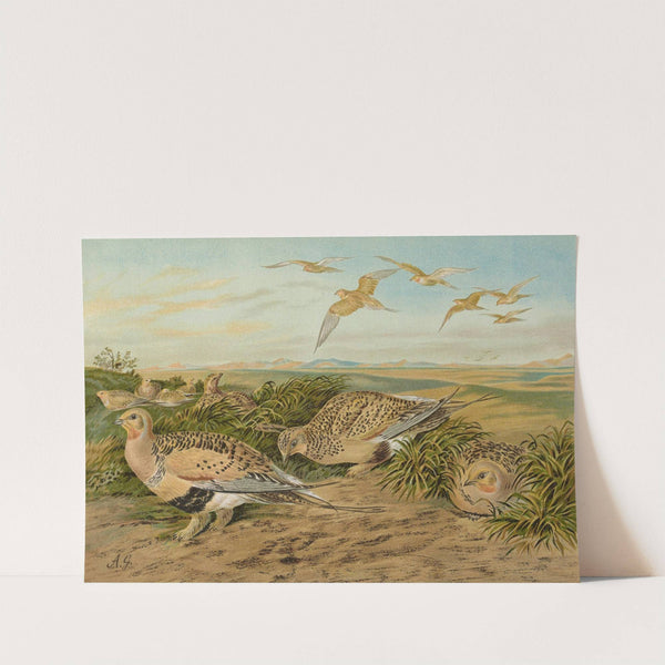 Syrrhaptes paradoxus by Johann Friedrich Naumann